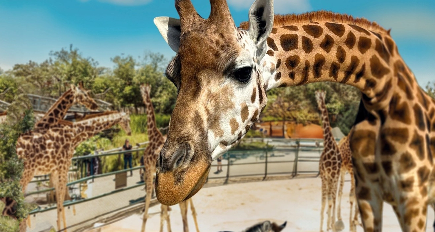 Knies Kinderzoo - OSTWIND – steigen Sie ein.
